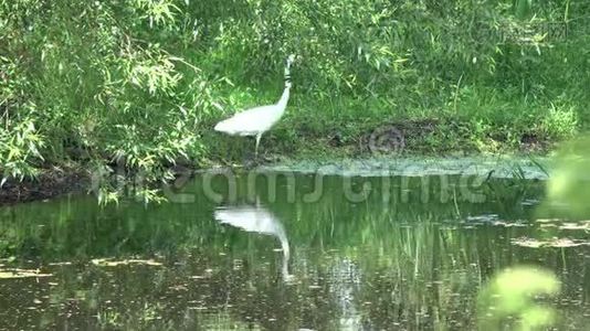 大白鹭白鹭阿尔巴湖沿岸视频