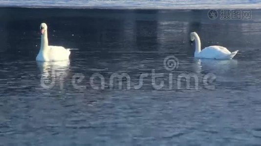 白色天鹅在冰冻的湖面上游泳。 冰面附近的蓝水鸟视频