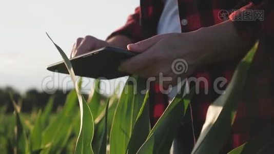 女孩农民用平板电脑监控庄稼，日落时的玉米地，慢动作视频。 把手举起来。视频