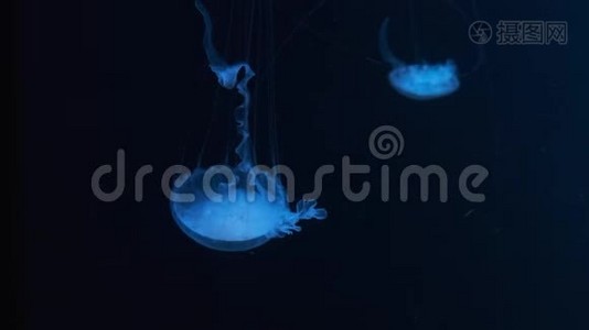 在水族馆游泳池里游泳的荧光水母。 带着发光水母的透明水母在水下拍摄视频