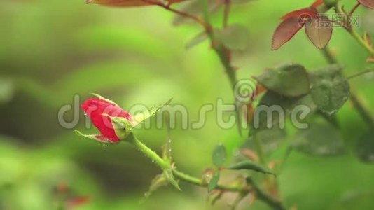 美丽的粉红色红花，花园里有水滴。 雨中玫瑰，特写，动态场景，调色视频..视频