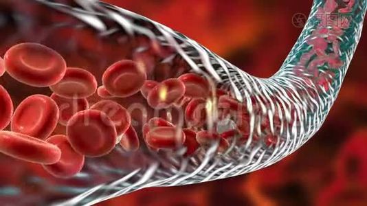 血液流动，红细胞和白细胞沿着血管运动视频