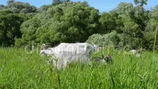 在草地上散步的山羊，在草地上，你嚼着鲜花给它们视频