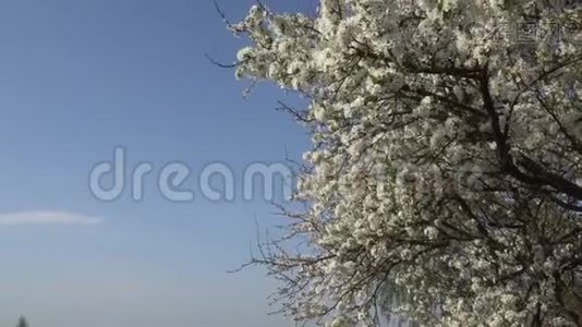 四月的梅花在蓝天的背景上绽放。 4K视频