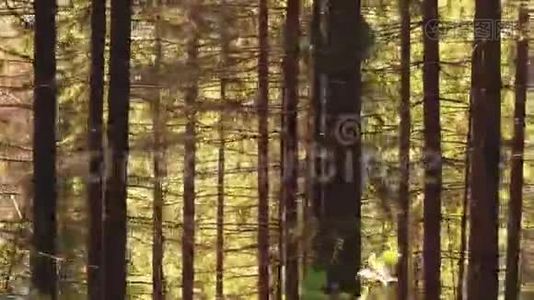夏天的欧洲森林视频