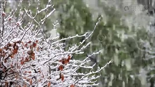 雪落在树枝上视频