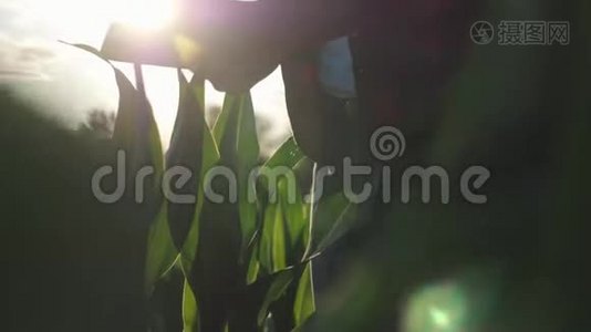 女孩农民用平板电脑监控庄稼，日落时的玉米地，慢动作视频。 把手举起来。视频