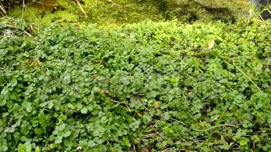 春暖花开、鲜食草本植物及药用植物视频