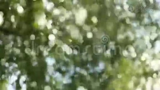 橡树树视频