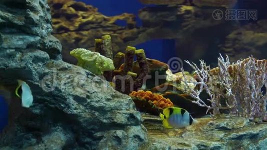 珊瑚礁上五颜六色的鱼视频