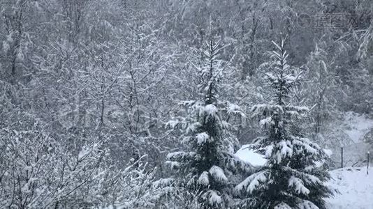 雪平静而安静地落在树枝上。 冬季视频