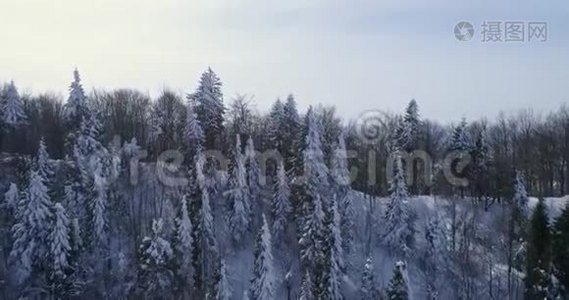 鸟瞰：景观。 冬季自然。 飞越冬季森林视频