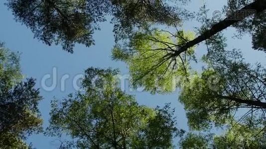 春林中各种树冠，与太阳对着蓝天。视频