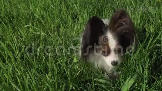 美丽的狗Papillon坐在绿色的草坪上吃草，股票录像视频视频