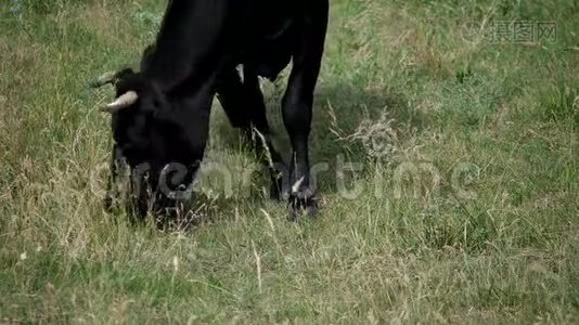 草地上的牛视频