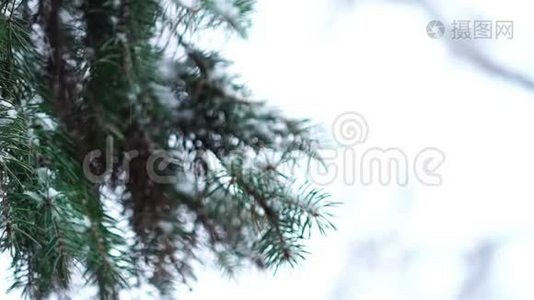 雪中枝翠杉树视频