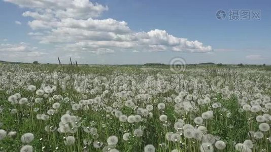 白蒲公英在夏日阳光明媚的日子里，天空背景下白云视频