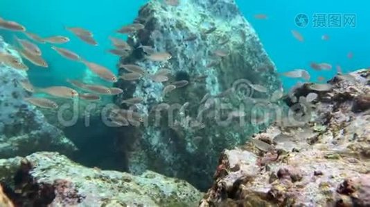 地中海海底的海胆和鱼类、珊瑚视频