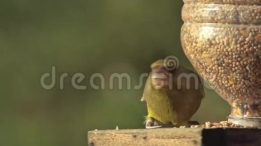 欧洲Greenfinch，Carduelis氯利斯，诺曼底航班的Trough成人饮食视频