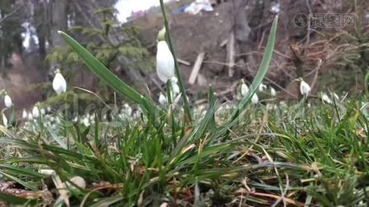 春天的雪花视频