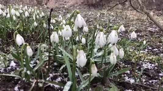 春天的雪花视频