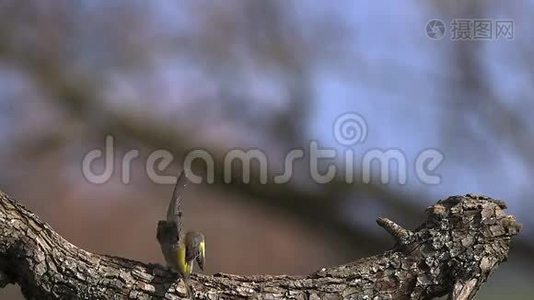 欧洲格林芬治，卡杜利斯氯利斯，成人从科起飞，带食物在其Beak。视频