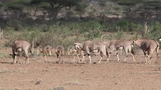 Beisa Oryx，oryx beisa，一群成年人和小牛在肯尼亚的马赛马拉公园的萨凡纳散步，视频