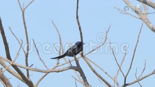 在热带雨林的枝上有黑色的德隆戈鸟。视频