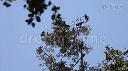树顶上的乌鸦视频