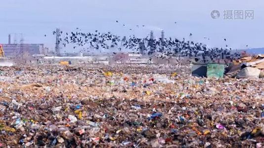 垃圾堆放场上的垃圾鸟群。视频