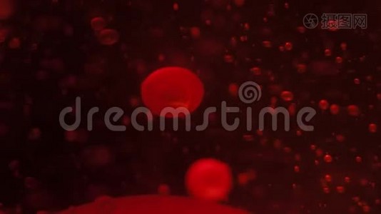 液中的小红细胞.视频