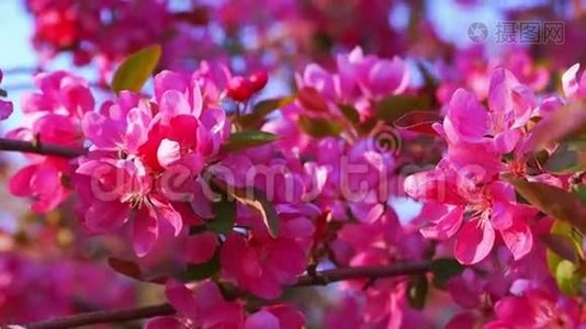 盛开的粉红蟹苹果树视频