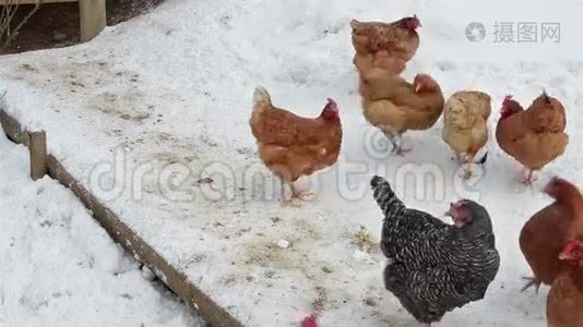 雪天鸡在有机农场喂粮视频