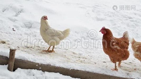 雪天鸡在有机农场喂粮视频