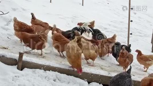 雪天鸡在有机农场喂粮视频