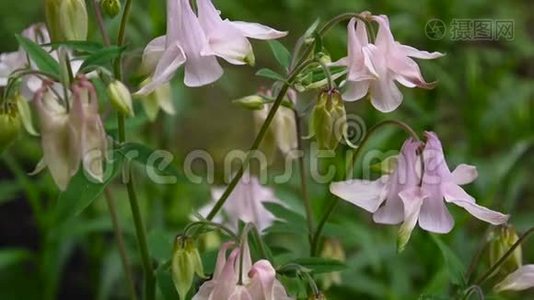 在花坛中风中的花、寻常的水菜或欧洲的哥伦比亚。视频