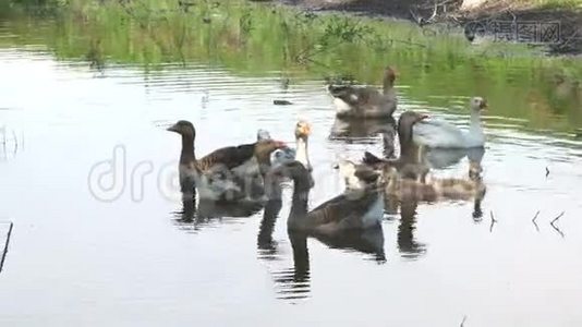 鸭子和小鸭在湖里游泳视频