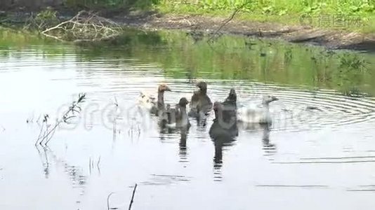 鸭子和小鸭在湖里游泳视频