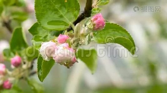 雨后闭芽苹果花.视频