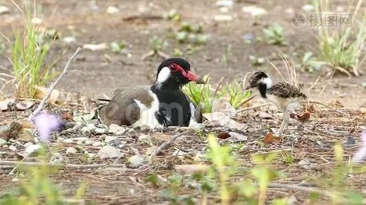 红瓦拉普温(Vanellus Indicus)。视频