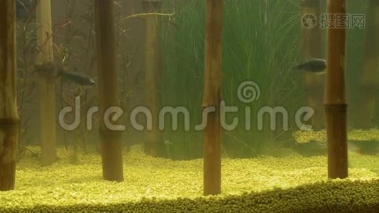 水族馆和鱼类中的装饰竹子视频