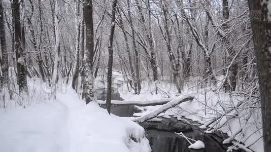 美丽的冬季公园，春天从融化的雪流出来，河流在冬天的森林里，树木覆盖着雪。视频