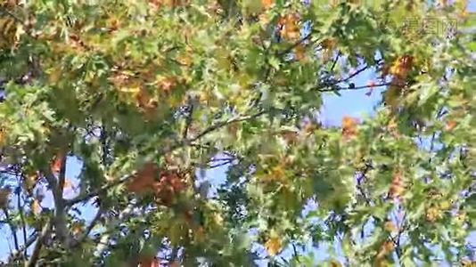 秋天的树叶在风中移动视频