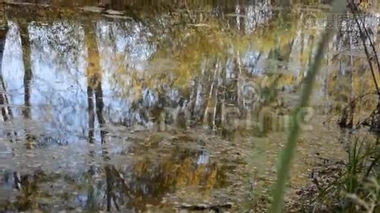 秋天湖上树木的倒影视频