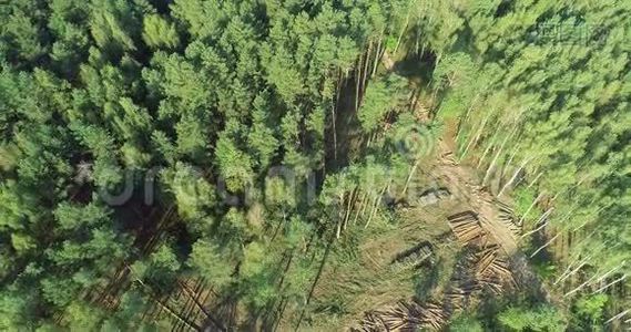 空中森林砍伐图，伐木俯视图，针叶林砍伐全景图视频