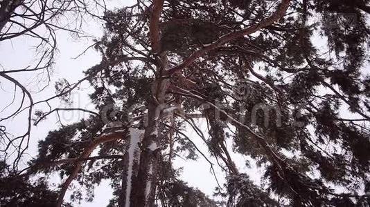 美丽的雪松，雪中的松枝摇动着狂风暴雨在松林中，冬日的风景..视频