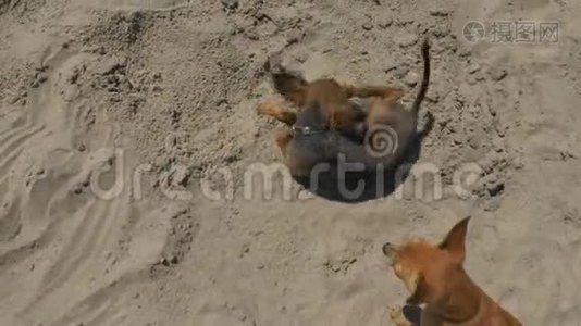 玩具猎犬游泳后在沙子里游泳。视频