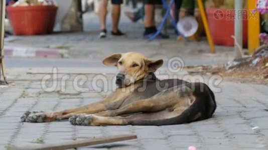 无家可归的狗躺在一条城市街道上，人们经过，却没有注意到狗视频