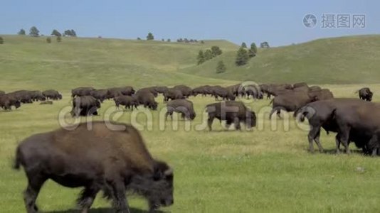 卡斯特州立公园的野牛视频