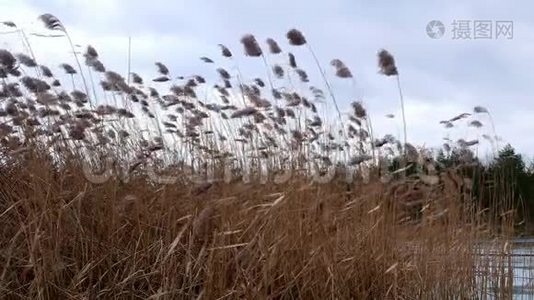 冰冻湖上的芦苇黄色视频